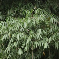 Dendrocalamus giganteus Munro